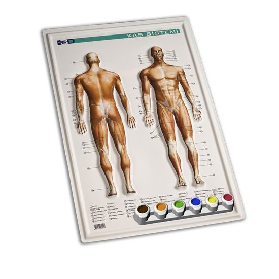 Elif Kabartmalı A3 Anatomi Sistemleri 12 Lİ. ürün görseli